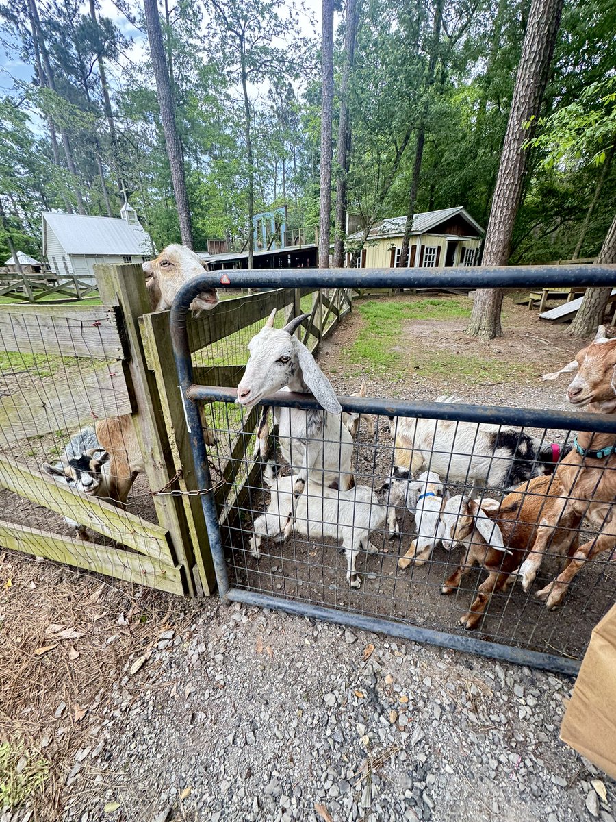 Envidreamz tweet media