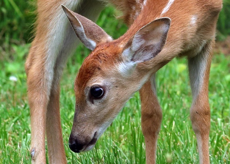 Deerposts tweet media