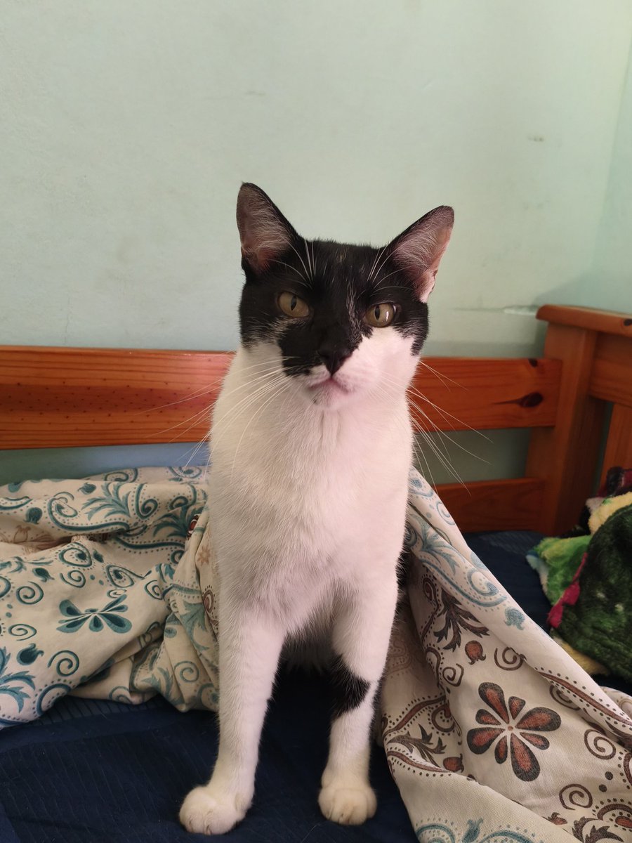 Meu gato em algum lugar aleatório tweet media