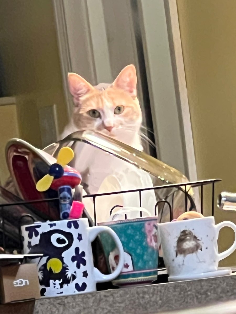 JaredMWells's tweet photo. @TheKairosPulse @Geniustechw She looks like my "Pumpkin"... 

Your kitty looks like a "Pumkin"

Chat GBT does cool things with pics! https://t.co/20AWxI4eP9