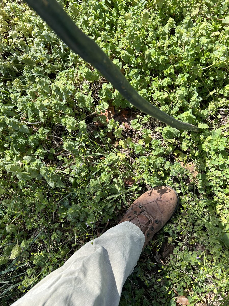 Kirsten Mustain tweet media