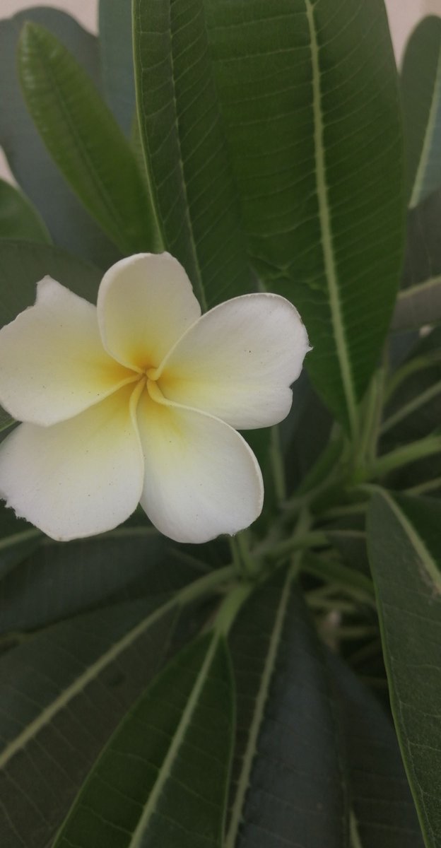 نــиαdαـدىٰ♪ tweet media