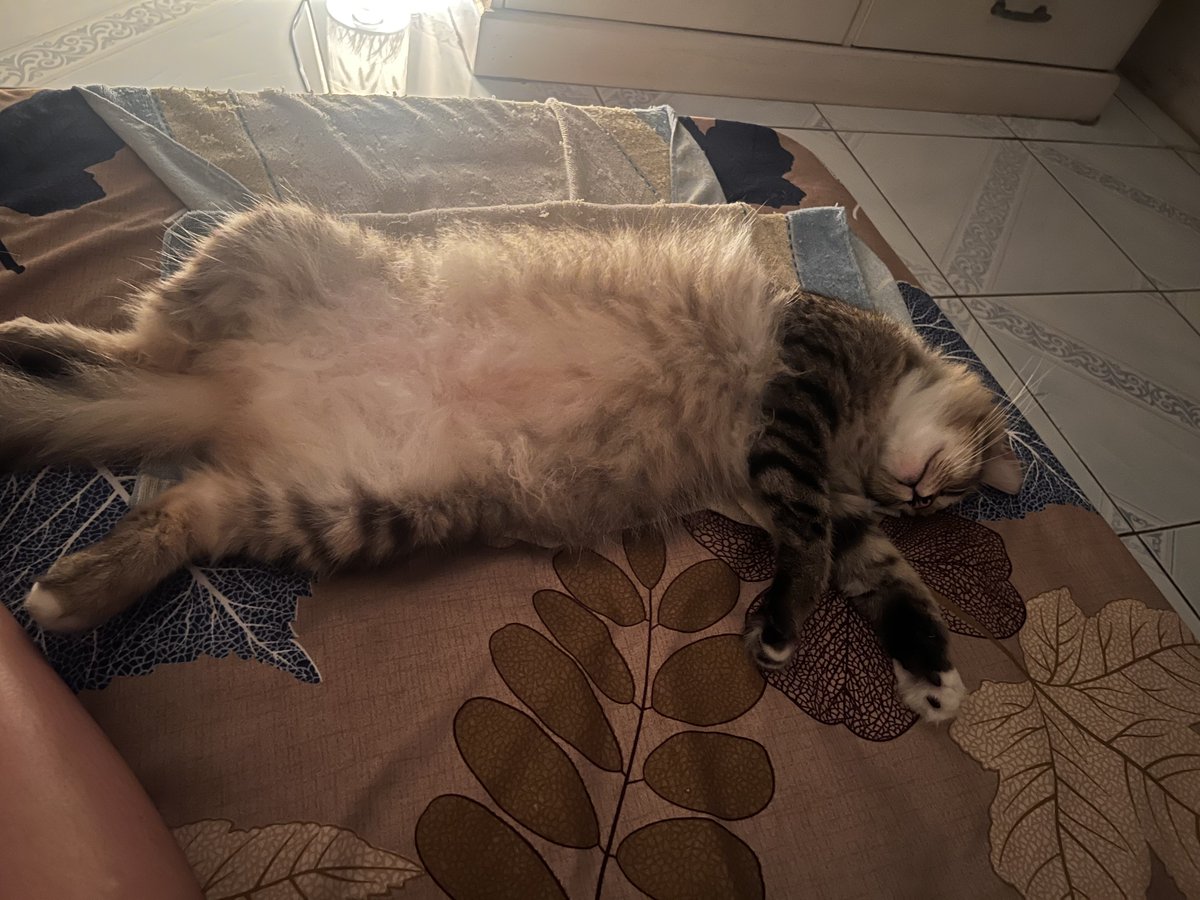 nik 🐳 tweet media