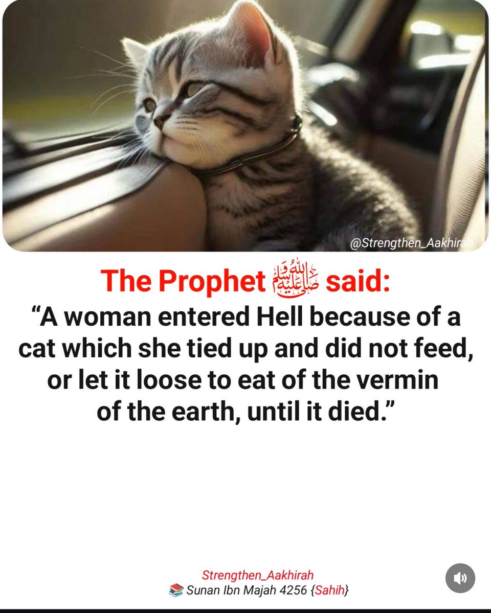 ABBAkatiti👳‍♂️🇳🇬🇵🇸 tweet media