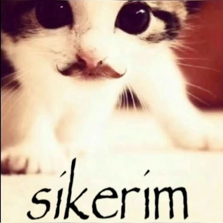 rume tweet media