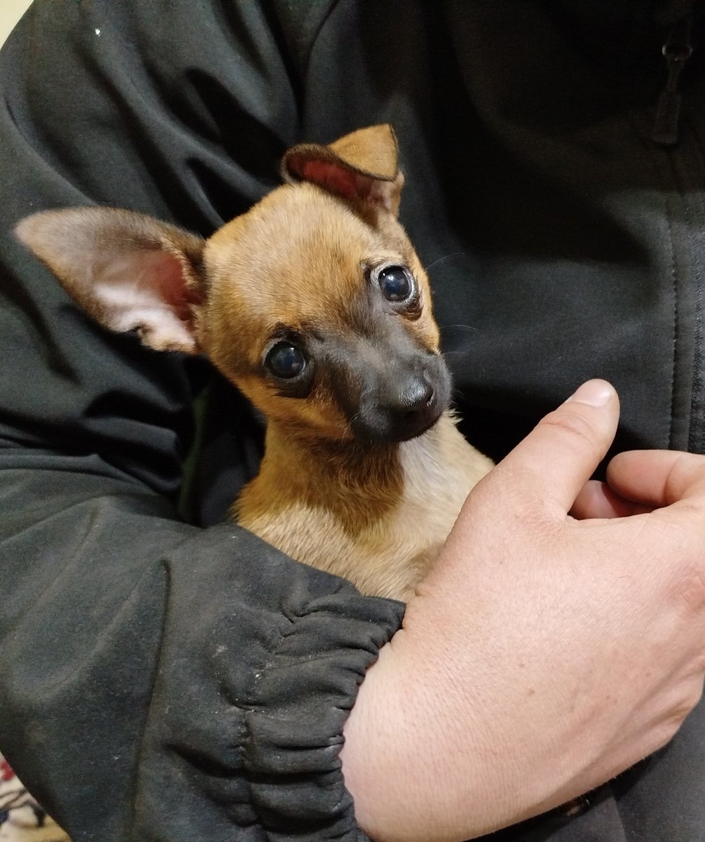 Kotkowo Pomocowo 😺 tweet media