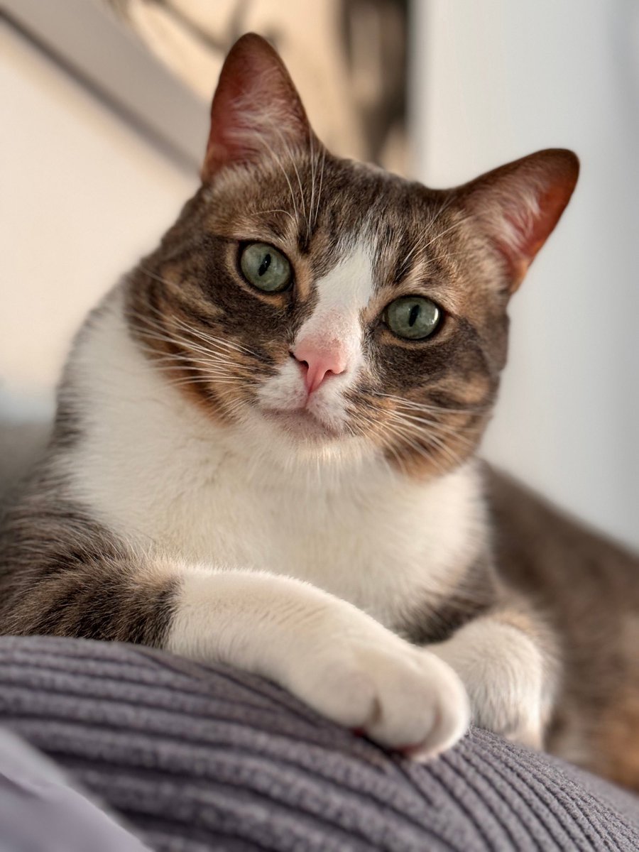 Un gato te quiere sin teatro, sin obediencia forzada y sin necesidad de agradarte todo el rato. Y quizá por eso cuesta tanto entenderlos. Pero me encantan. Y son maravillosos.