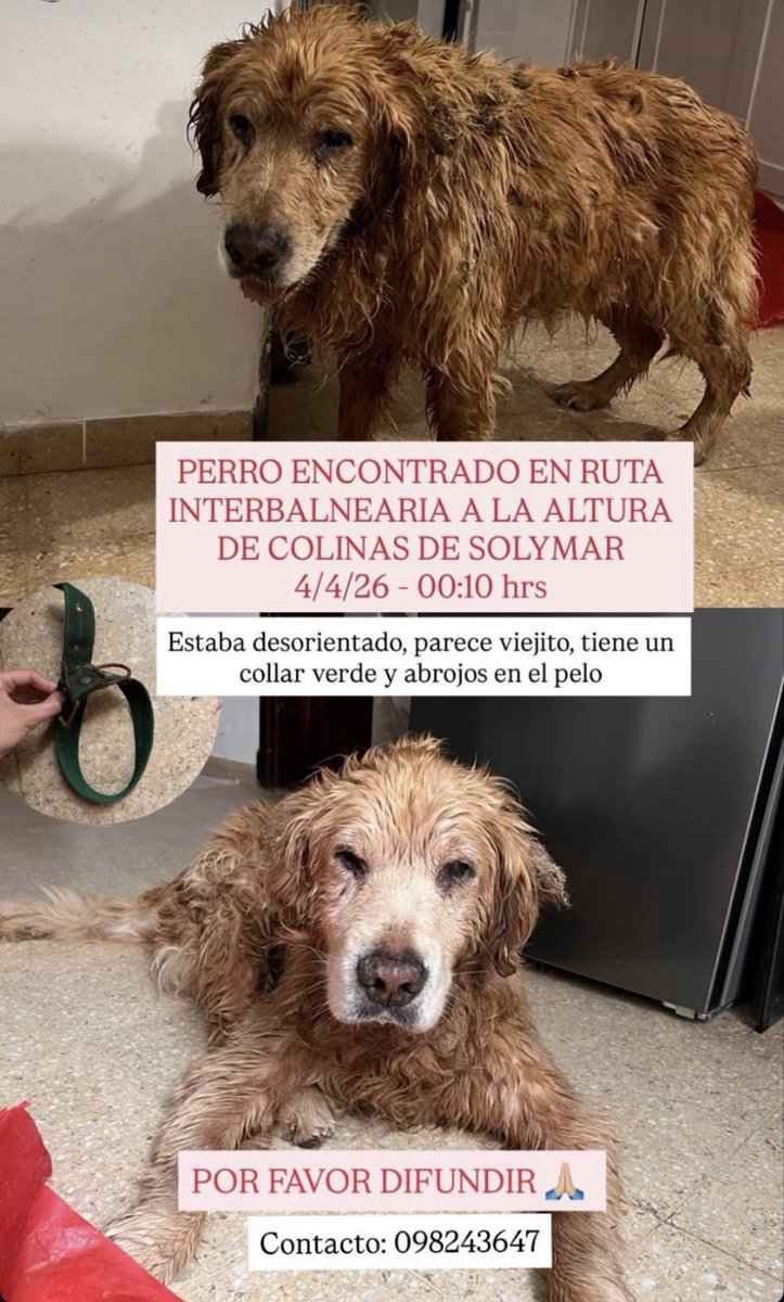 🇺🇾🌼🇮🇹 tweet media