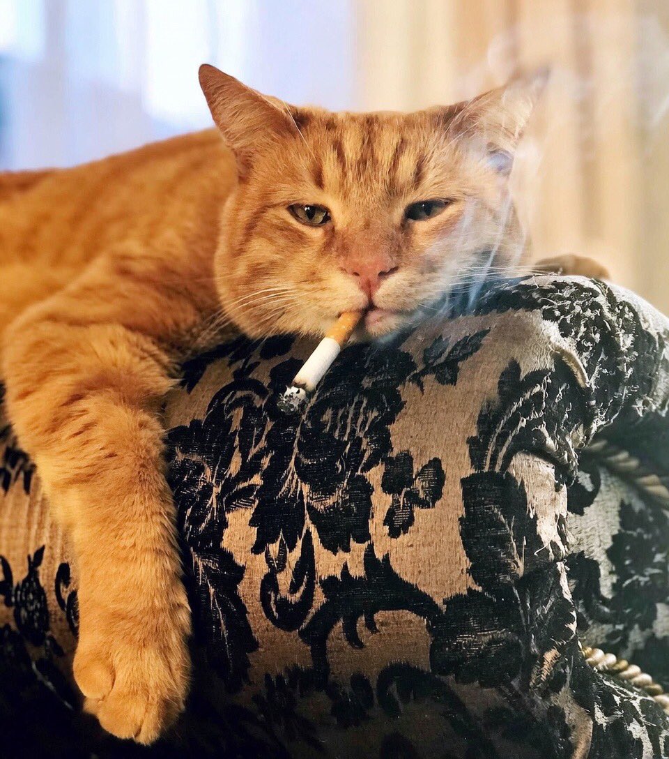 Зорра Виталя tweet media