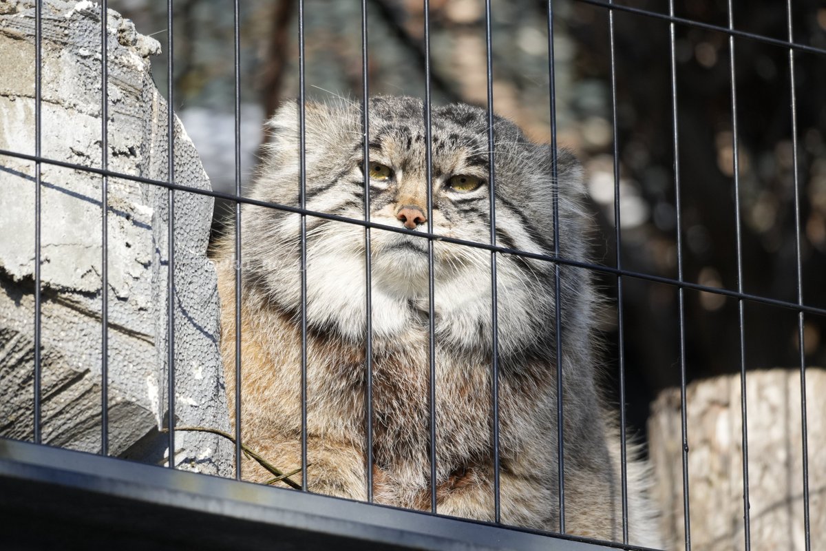 あかね tweet media