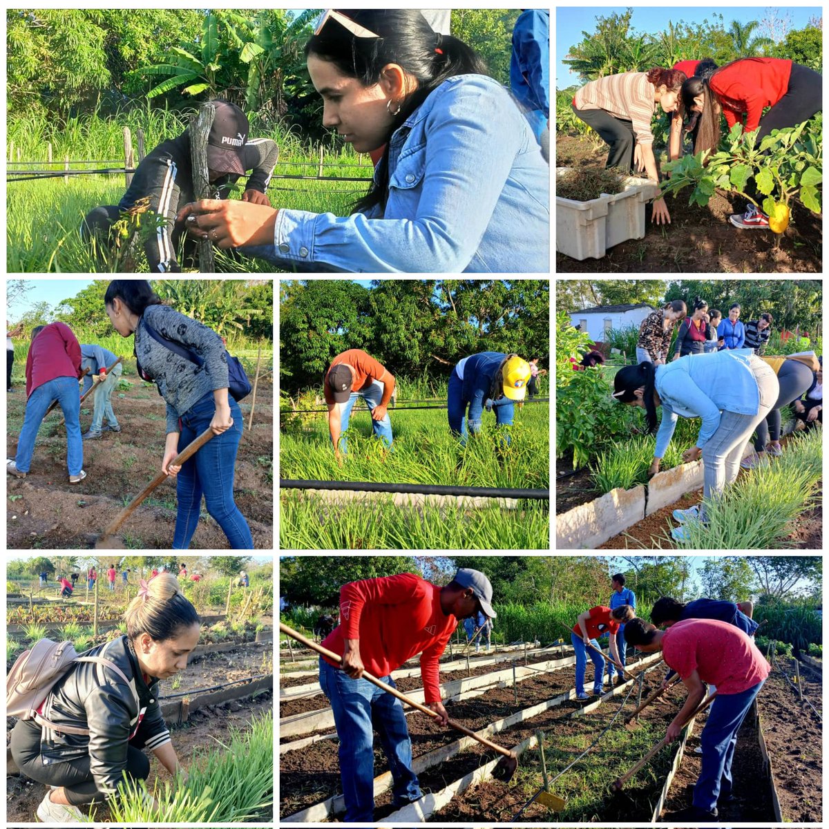Una jornada de trabajo voluntario protagonizado por jóvenes, marcó la conmemoración por los aniversarios de la UJC y la OPJM en #LaSierpe.
#SanctiSpirítusEnMarcha
#AbrilDeVictorias