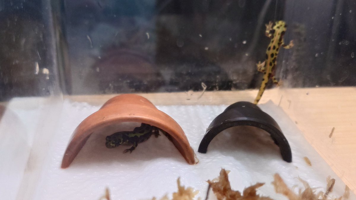 インドア派とアウトドア派