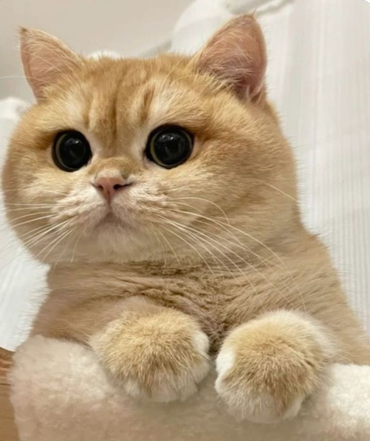 Cats all the way tweet media