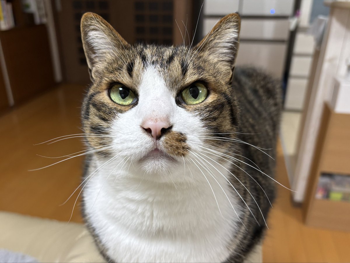 おはようございます\( 'ω')/