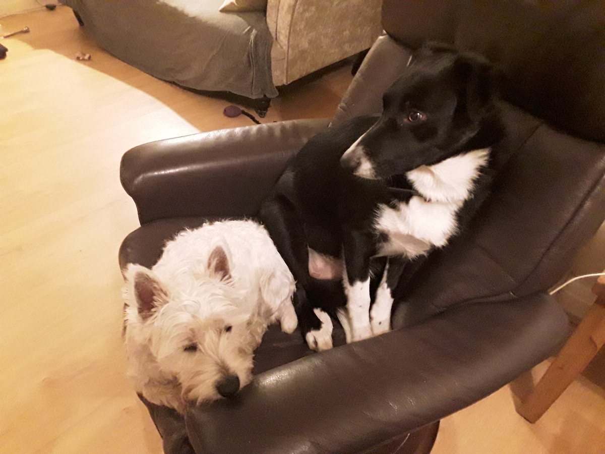Charliejam1's tweet photo. Pals, storm Dave is not a friendly one. Stay safe ❤💕🐾🐶🐾💕 https://t.co/mPvW4kk8Gu