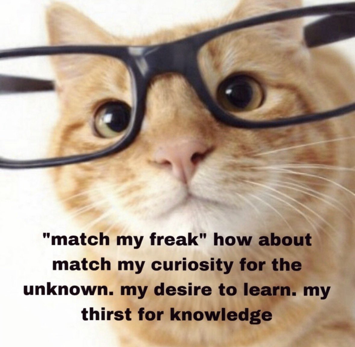 LiterallyMeCats tweet media