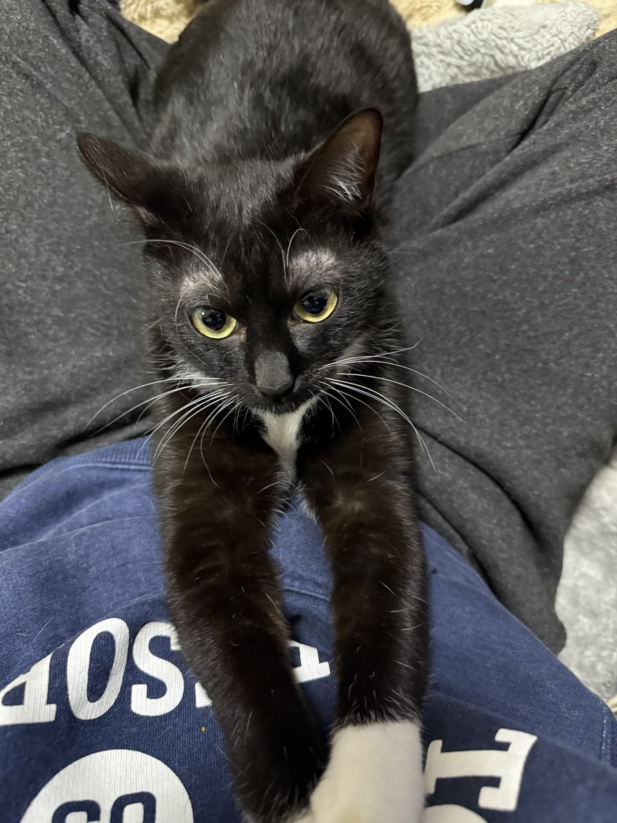 むまこんハロチャオ tweet media