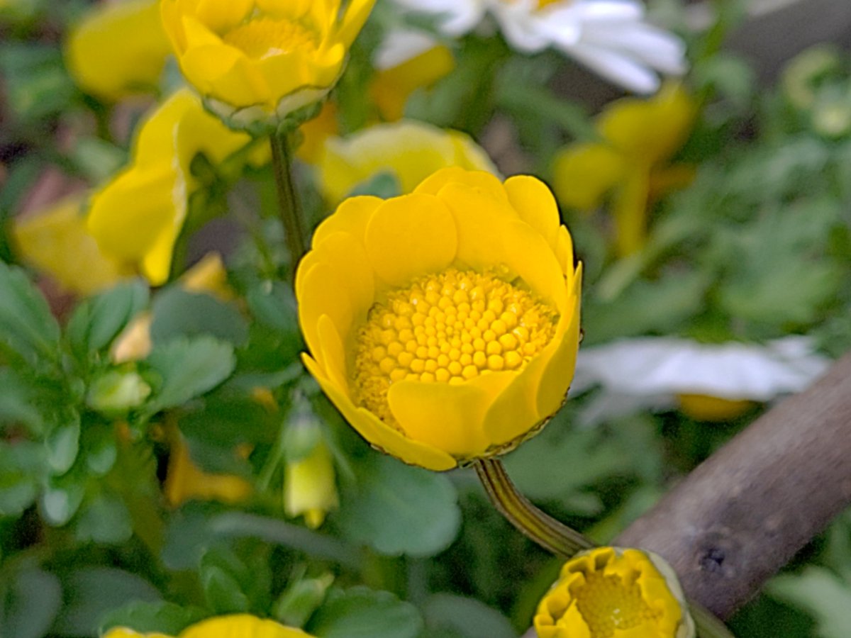 まるめ tweet media