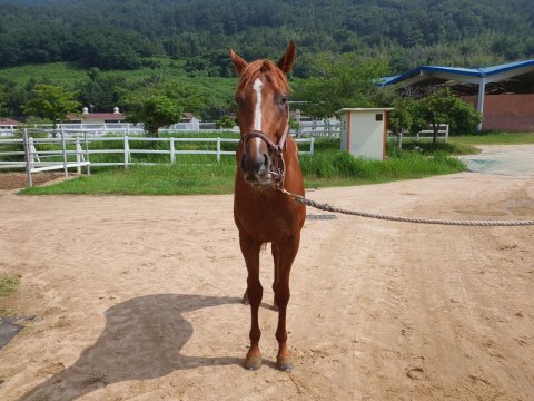 가나시스(ガナシス) tweet media