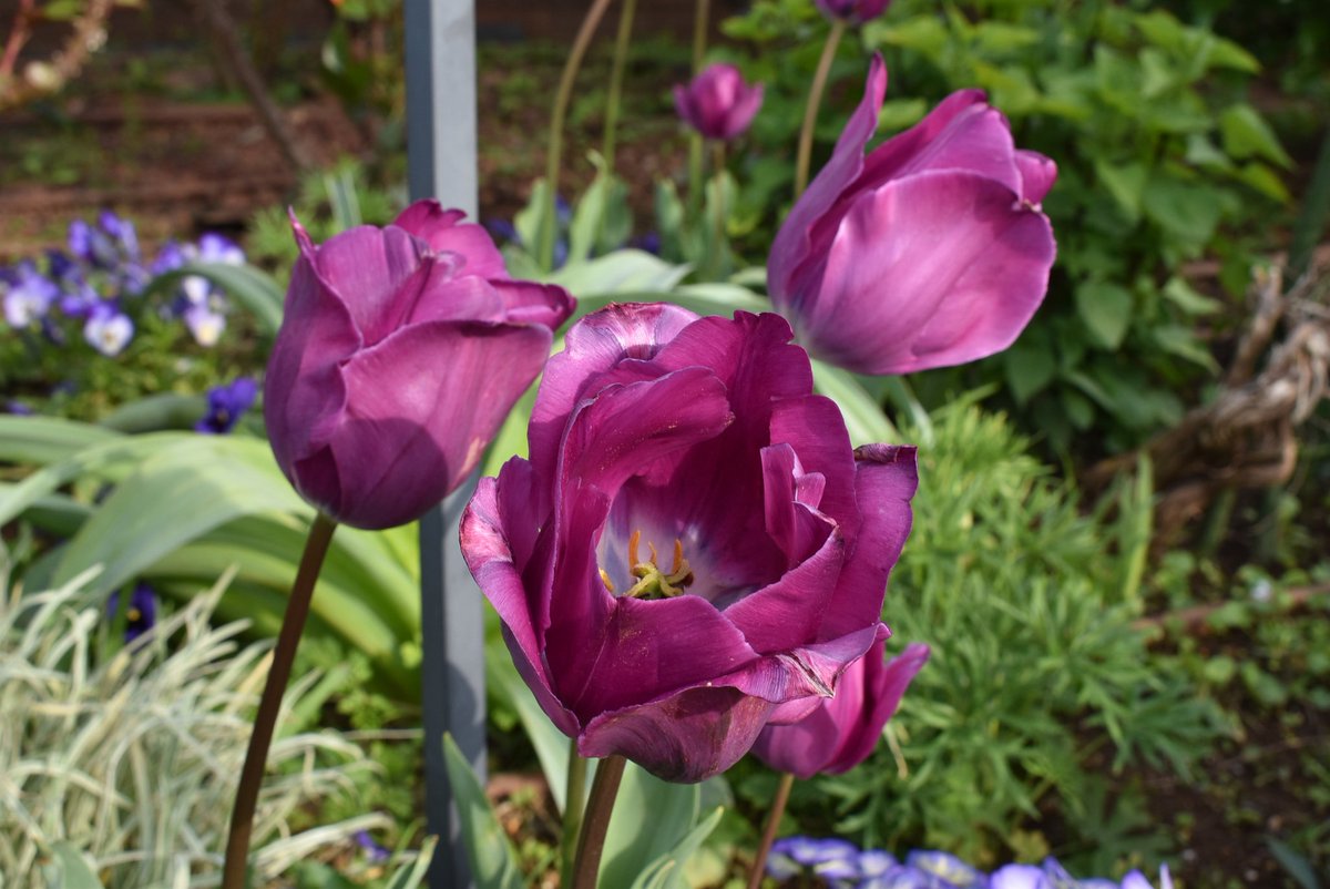 モアイ tweet media