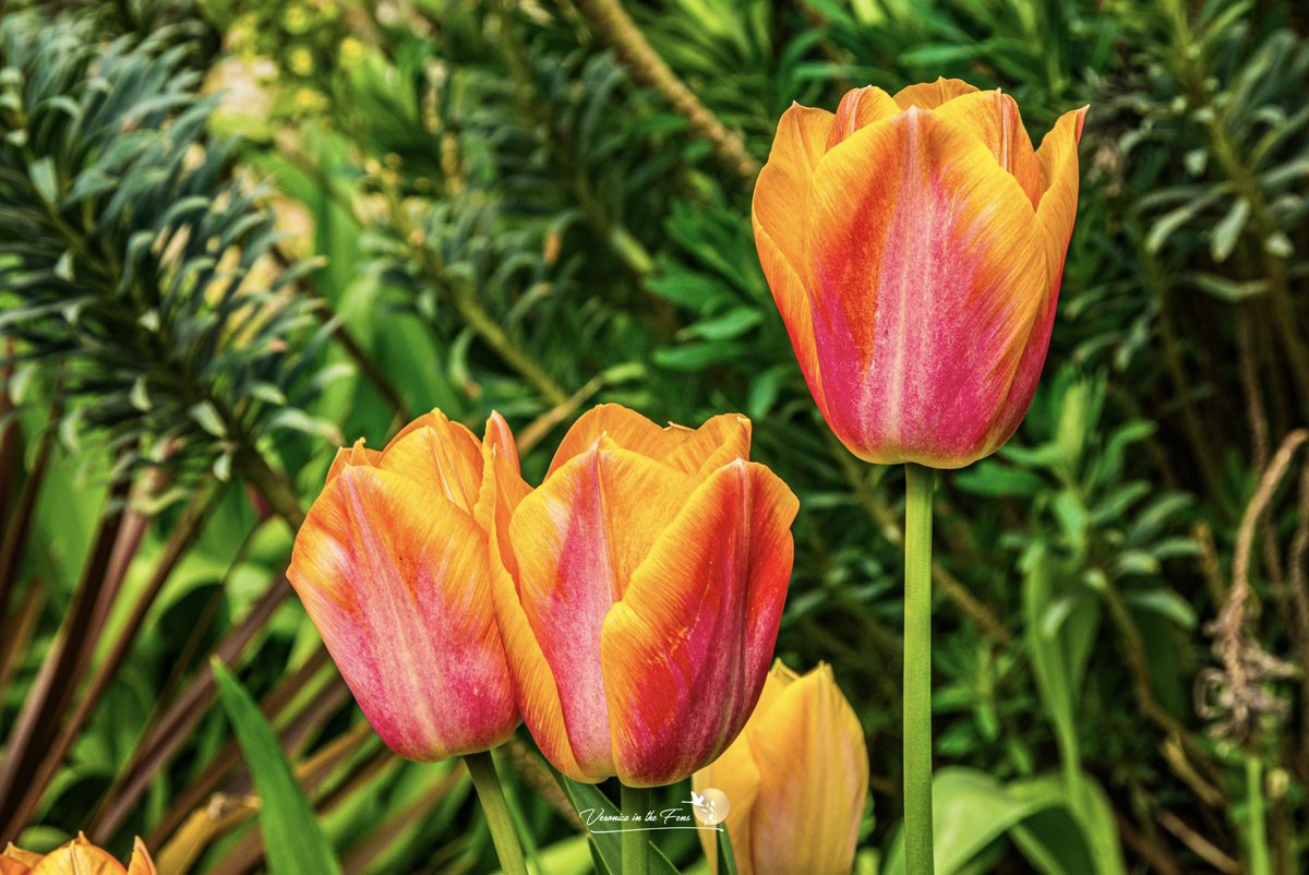Veronica in the Fens 🧚🏼‍♀️ My Heart in Nature tweet media
