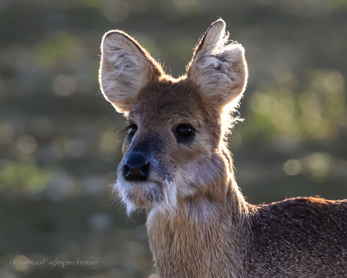 Sue Wood tweet media