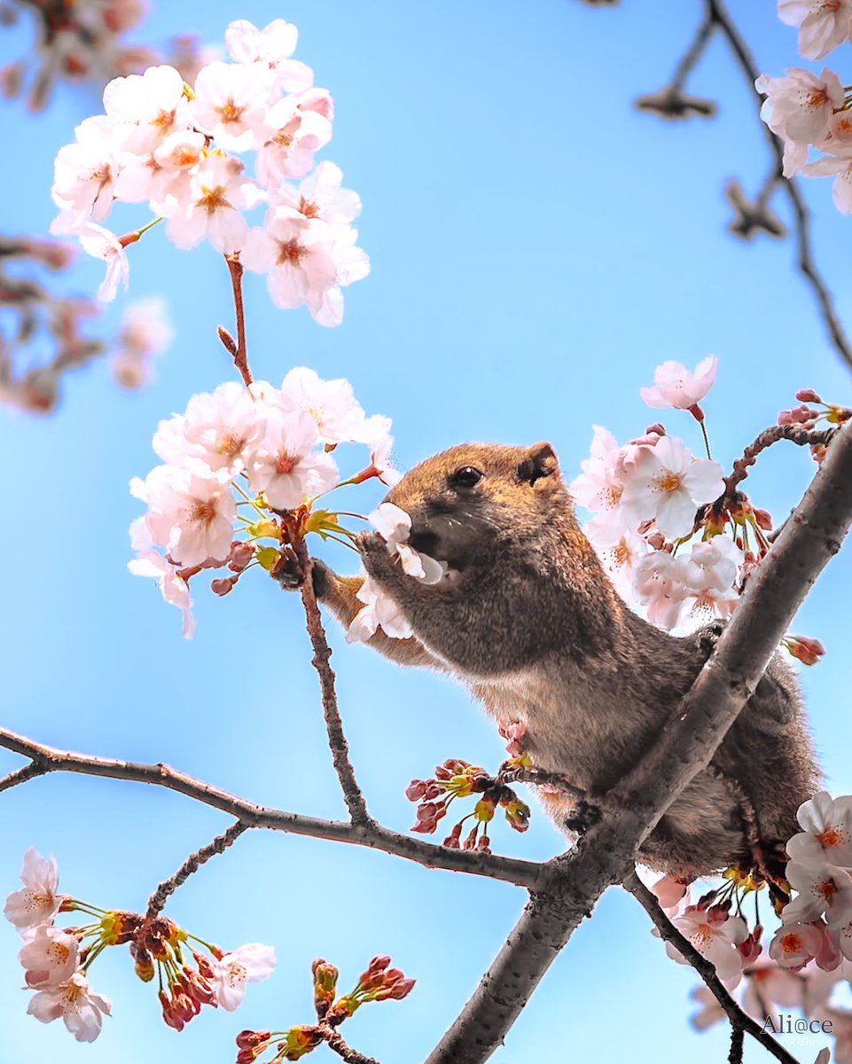 うえさん/Aliace🇯🇵 📸 tweet media