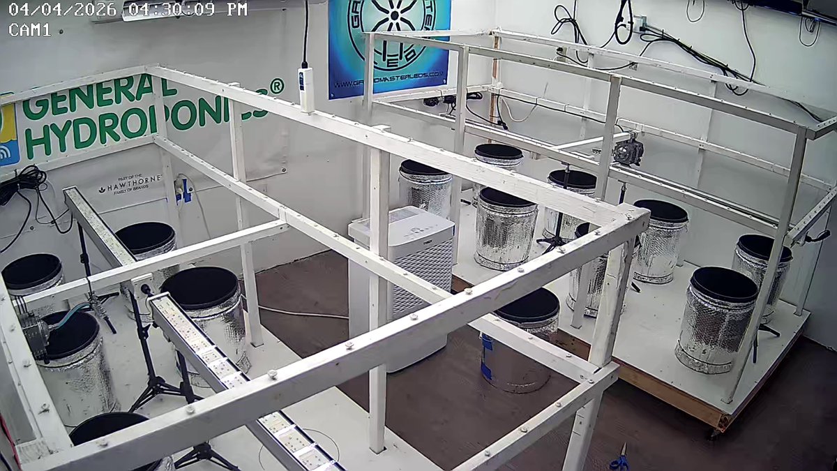 ThatHydroCouple's tweet image. New run loading… 💪🔥

Room clean ✔️
Buckets lined up ✔️
Under canopy lighting installed ✔️

This is where it all starts. No plants yet… just a clean slate and a plan to fill every inch.

Next step → roots, then jungle 🌱

#Hydroponics #DWC #GrowRoom #IndoorGrowing #GrowSetup