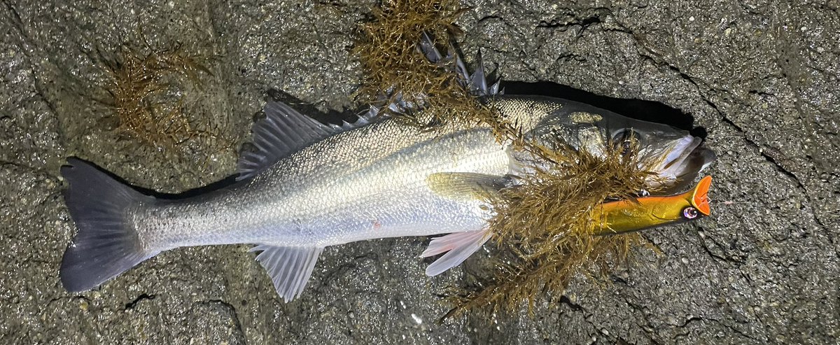 パボ@シーバス！？釣り垢 tweet media