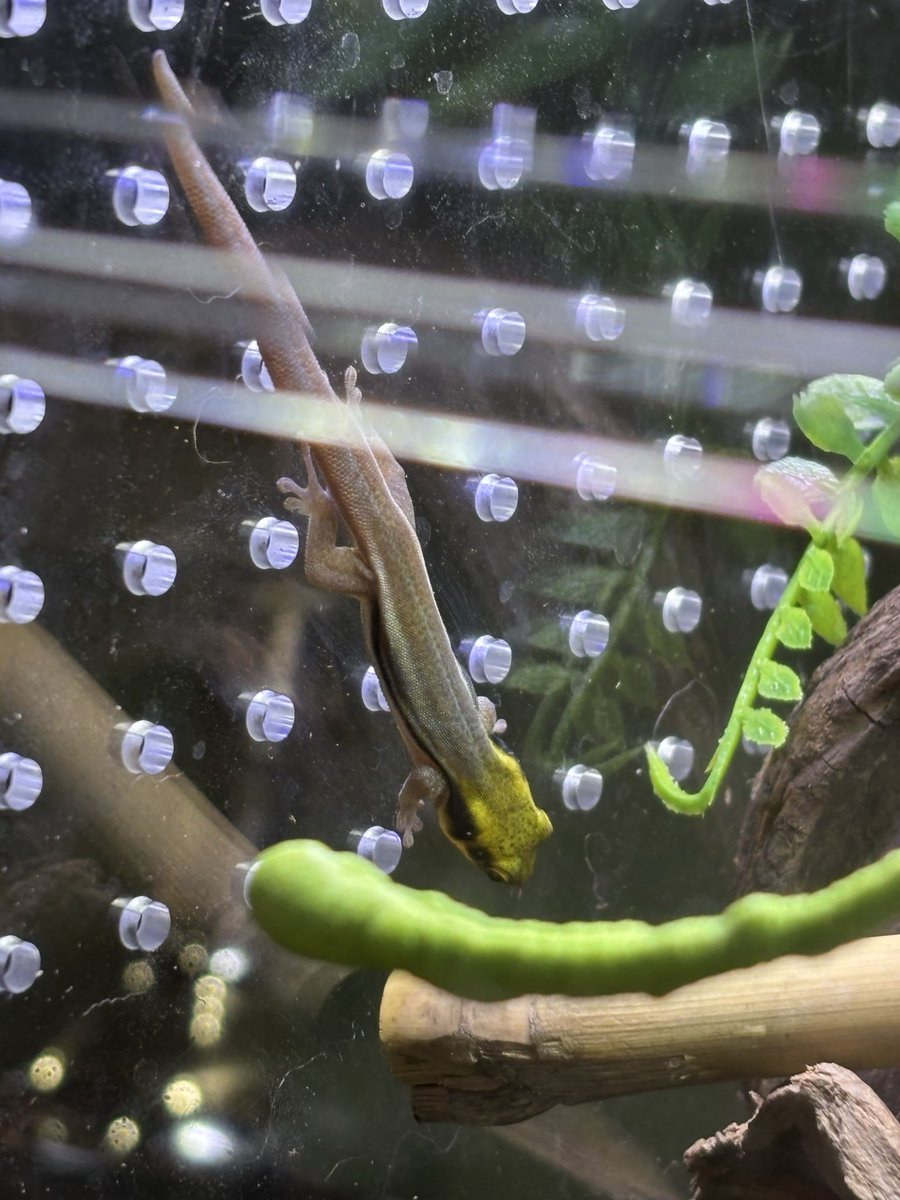 loresgeckos's tweet photo. Photo dump of the klemmeri females. God they’re so tiny 😭 my male is tiny too but seems huge in comparison #gecko #geckos #phelsumaklemmeri #neondaygecko #neondaygeckos #reptilebreeder #reptilehobbyist #geckokeeper #daygeckos https://t.co/CiTr6LiAxY
