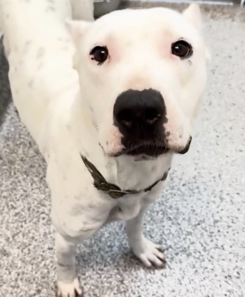 @PawsnTails4TX 🇺🇸🇺🇸🐾🐾 tweet media