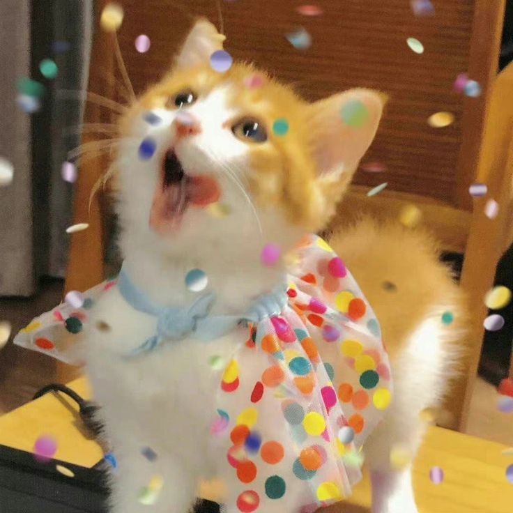 how did mia get here? 💋🪩 tweet media