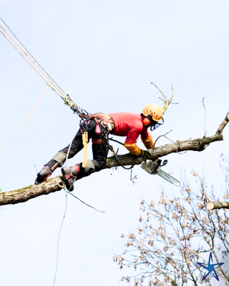 silverstartree's tweet image. 🛠️ Honest work. Fair pricing. Professional results.
When you hire Silver Star, you’re getting more than just tree work, you’re getting peace of mind.

Get Started: silverstartree.com

#SilverStarTree #TreeExperts #ProfessionalTreeCare #TreeWorkYouCanTrust #LocalTreeService