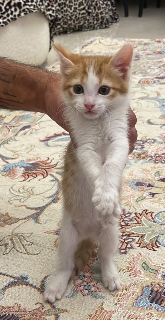 Shahrzad tweet media