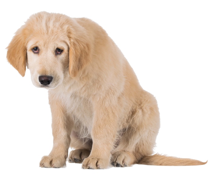 Sara B. Hansen tweet media