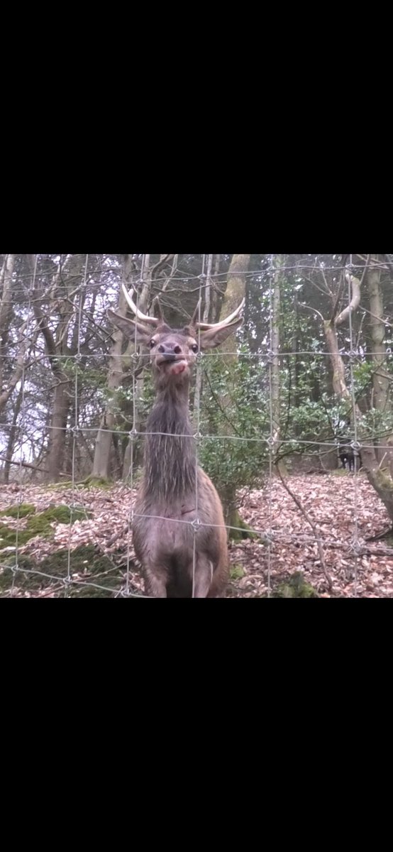 Kernow Hunt Sabs tweet media