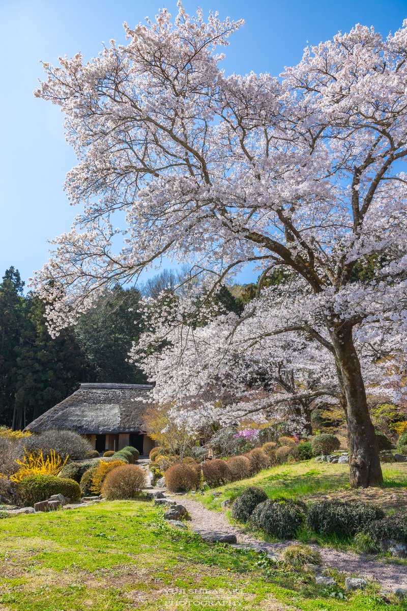 Yuji Shibasaki@Photo tweet media