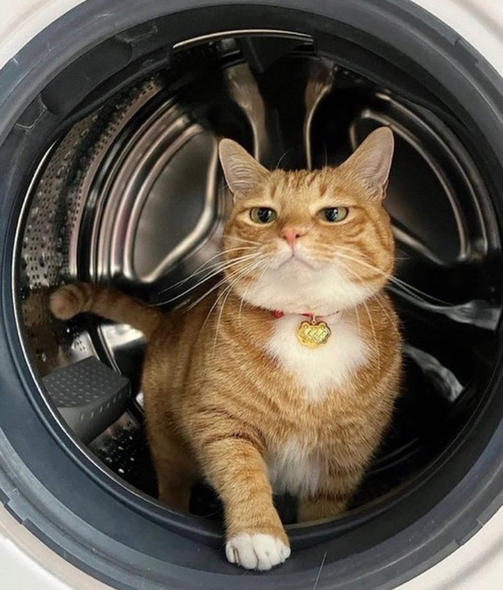 cats with powerful impression 🐾 tweet media