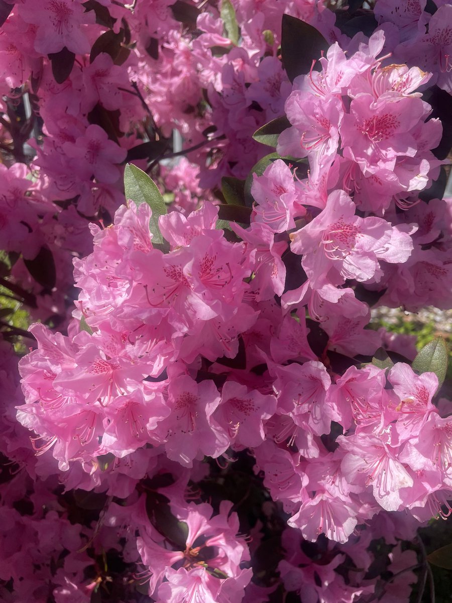 walk flowers ⁺⋆❀˖⁺⋆