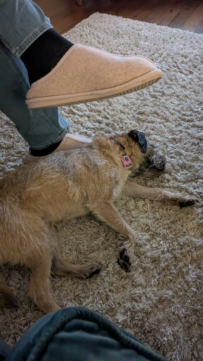 Millie The Border Terrier tweet media