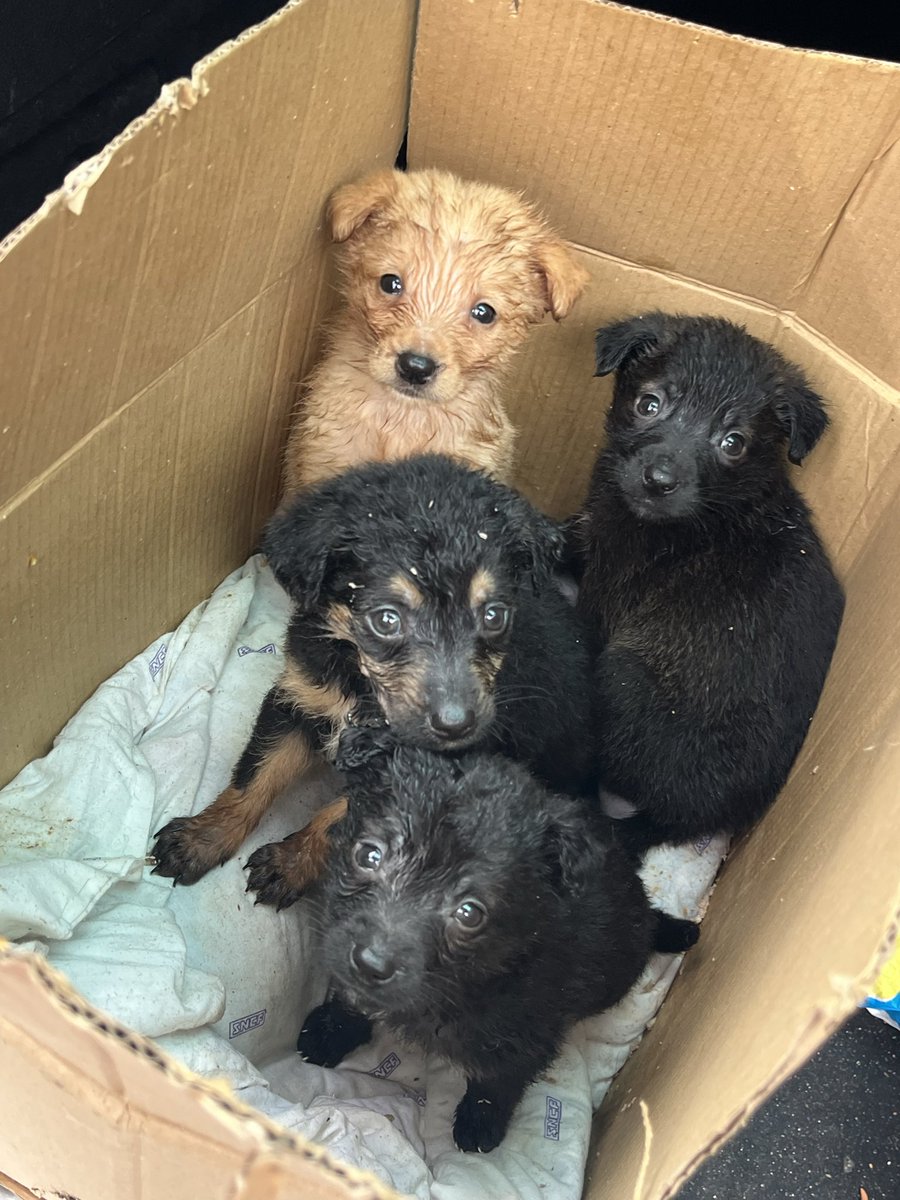 U to ime da udomimo ekipu