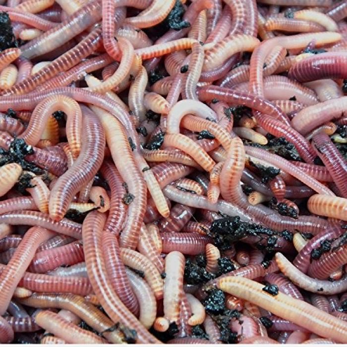 IL CONTESTATORE tweet media