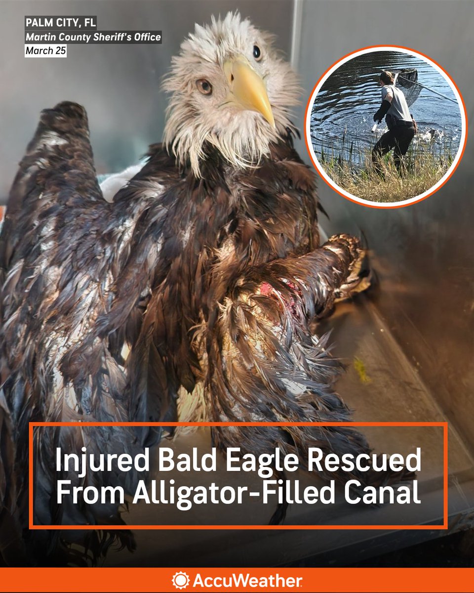 AccuWeather tweet media