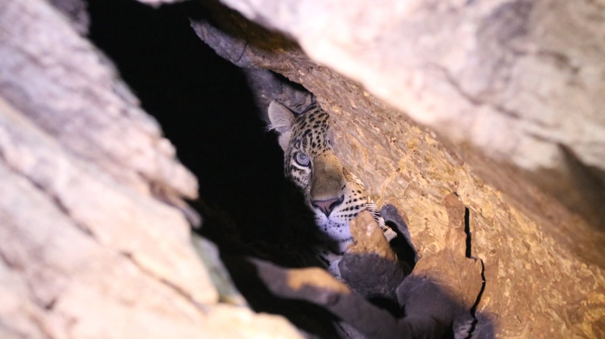 กรมอุทยานแห่งชาติ สัตว์ป่า และพันธุ์พืช tweet media