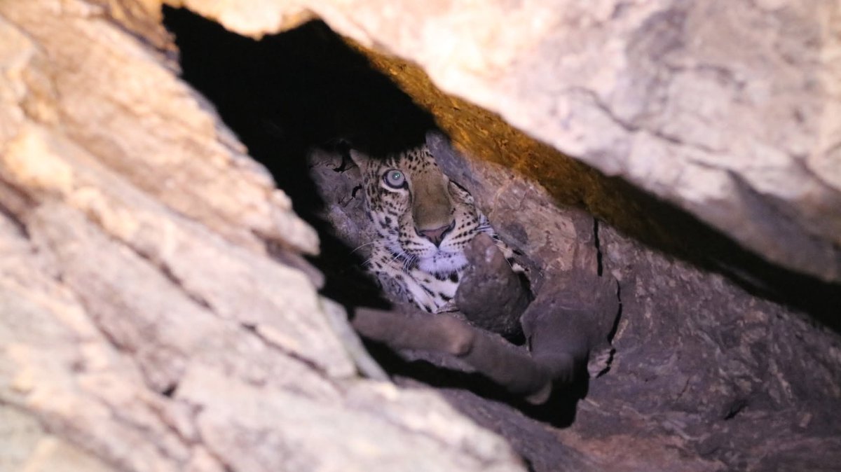 กรมอุทยานแห่งชาติ สัตว์ป่า และพันธุ์พืช tweet media