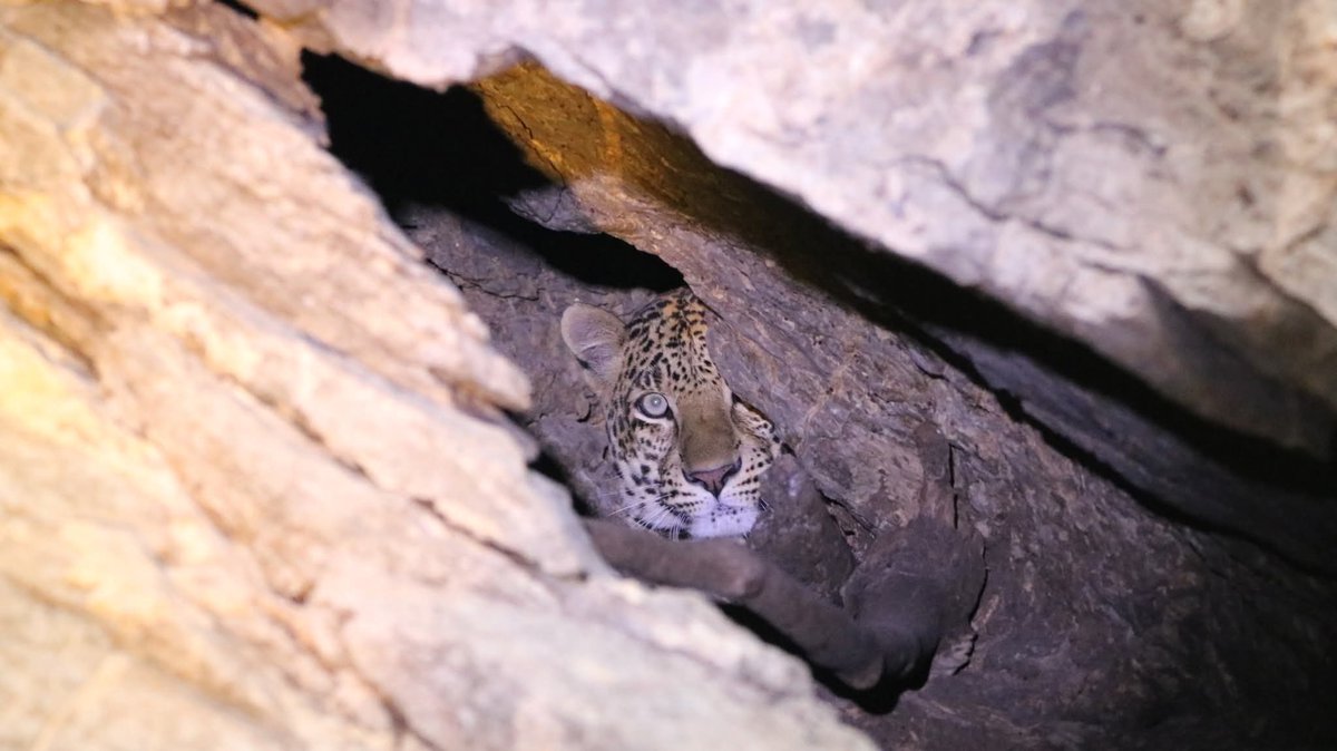 กรมอุทยานแห่งชาติ สัตว์ป่า และพันธุ์พืช tweet media