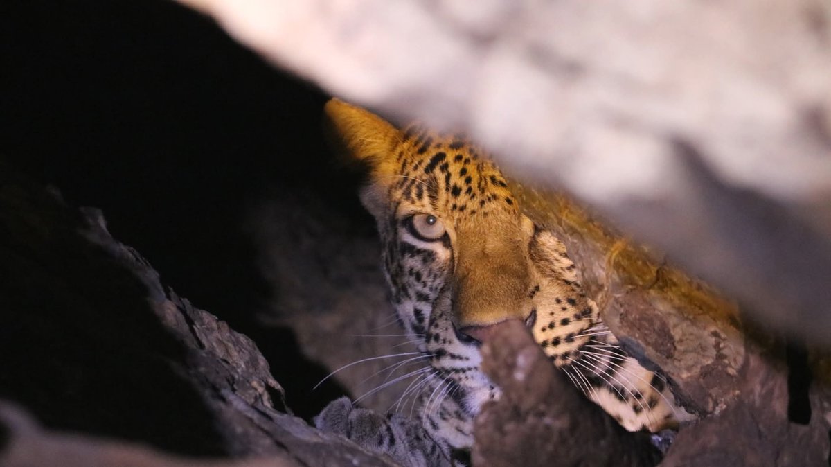 กรมอุทยานแห่งชาติ สัตว์ป่า และพันธุ์พืช tweet media