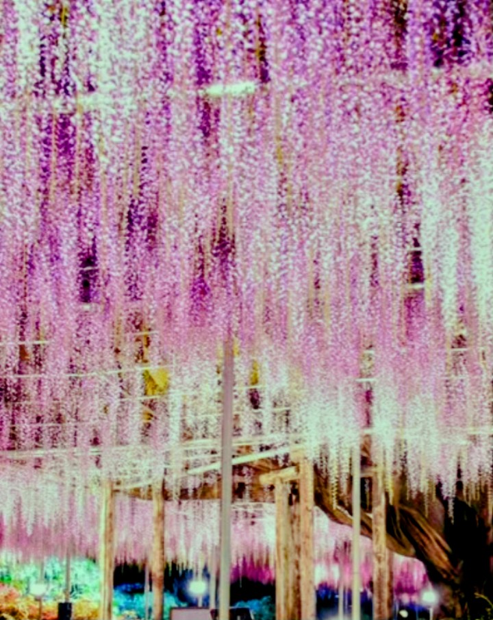 まゆみ　おおがた tweet media