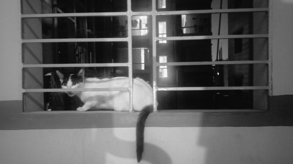 AhasanHydar's tweet photo. :: 
Oh, Cat❤️ https://t.co/bDFtuCGEIQ