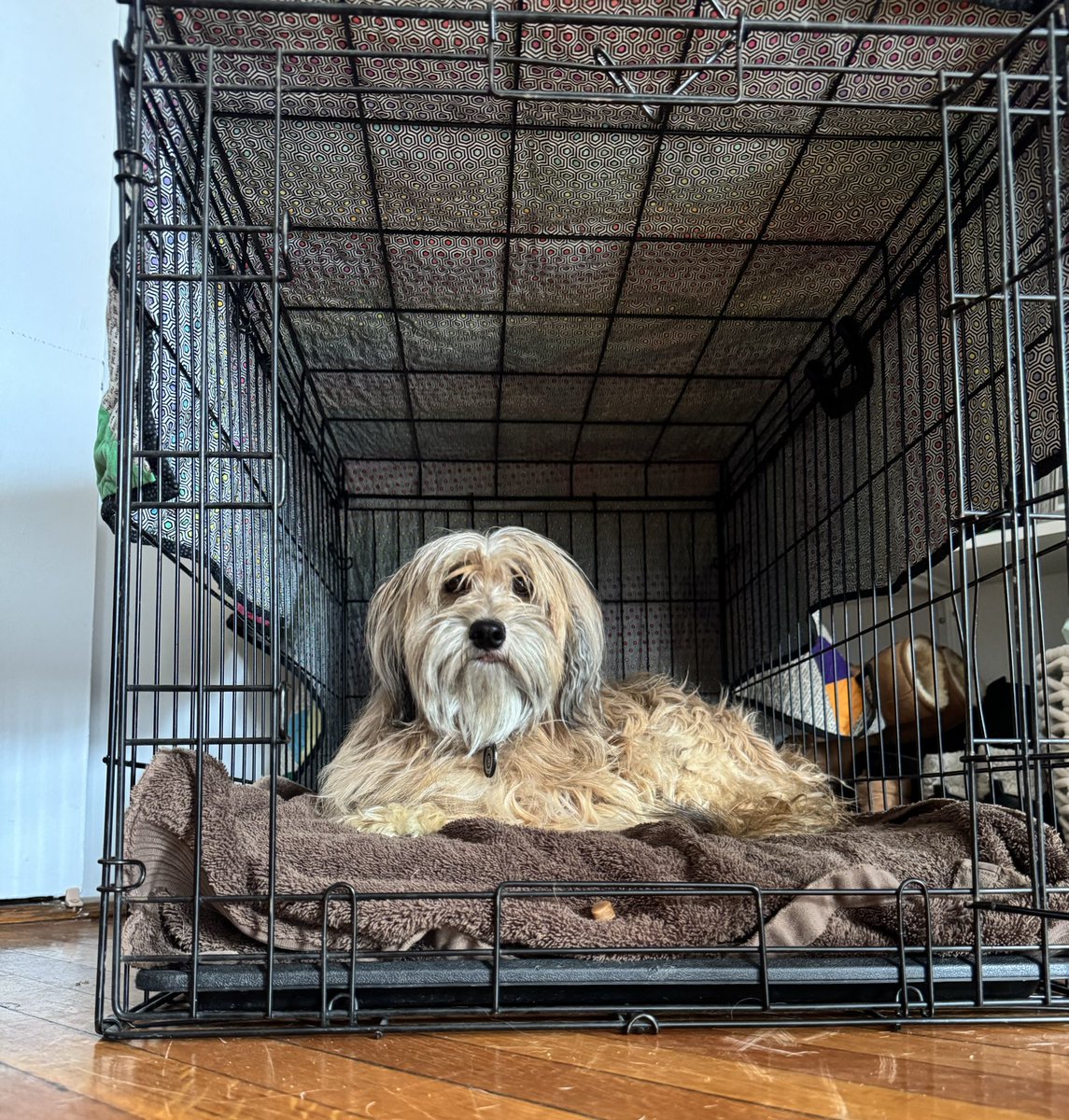 Sophie Vershbow tweet media